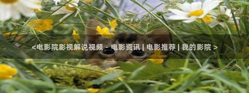 韩西瓜电影